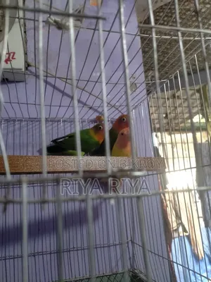 Lovebird Parrots