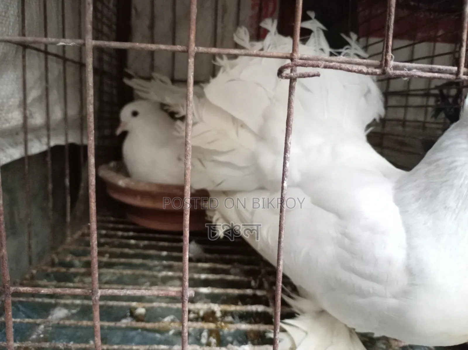 Running Pigeons