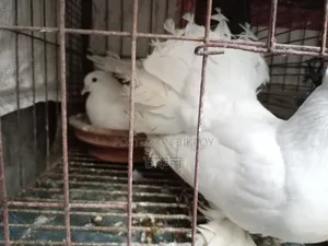 Running Pigeons