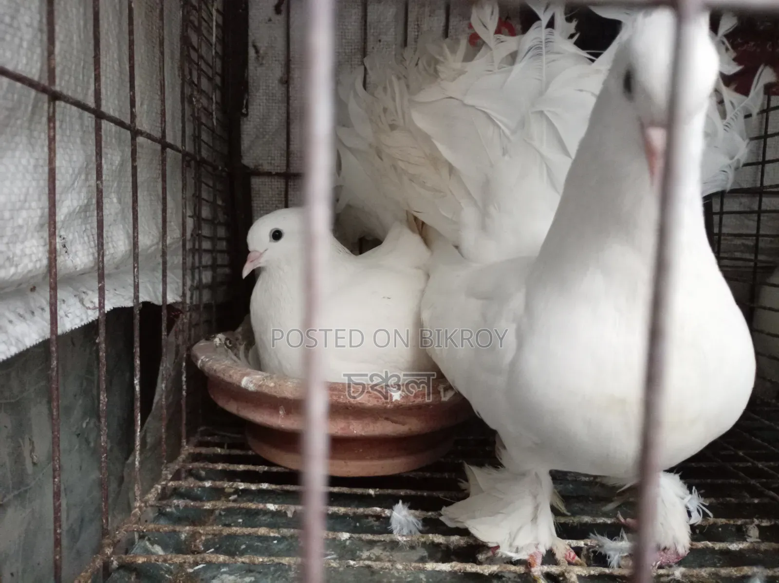 Running Pigeons