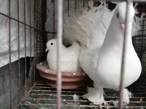 Running Pigeons