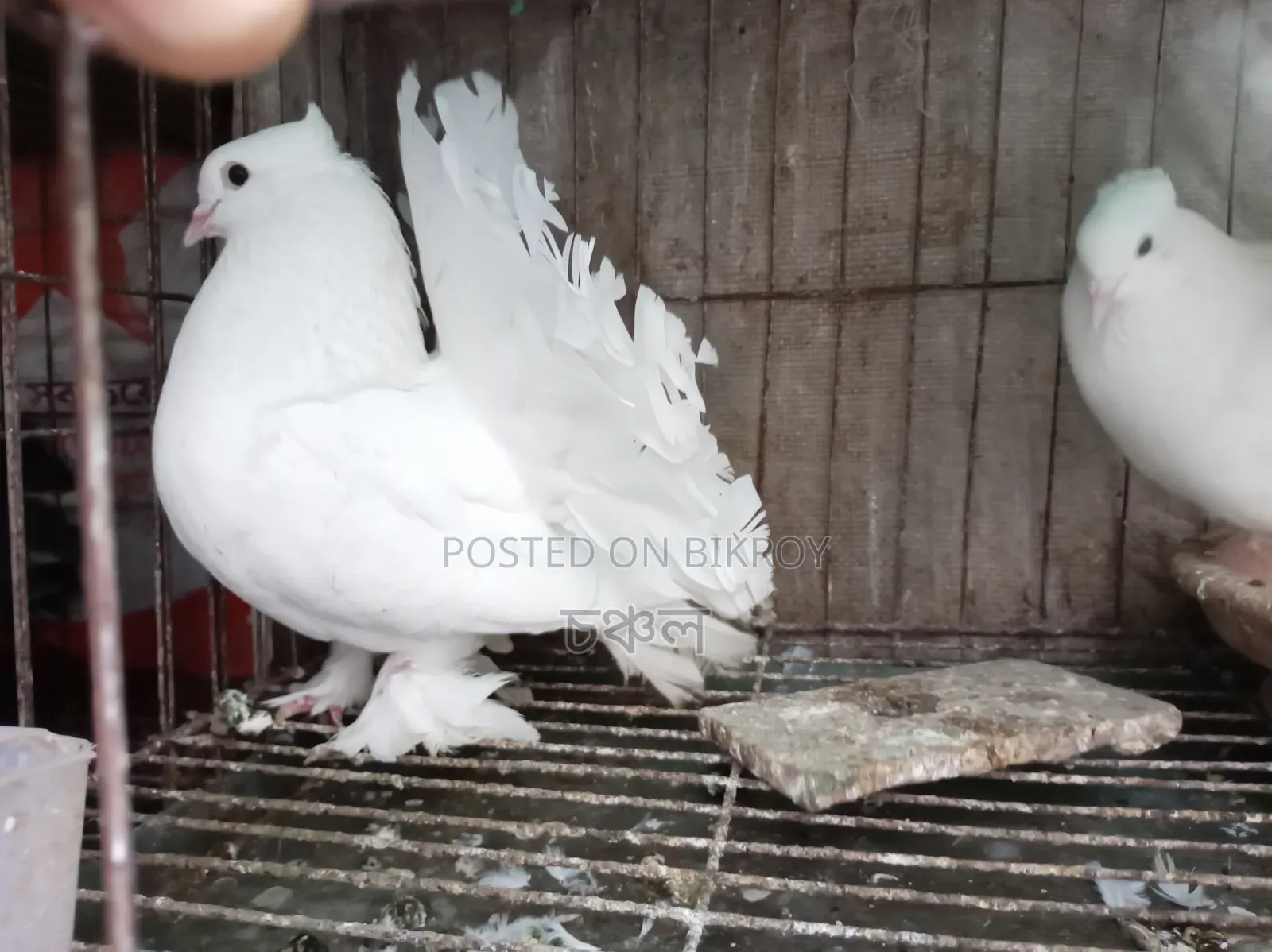 Running Pigeons