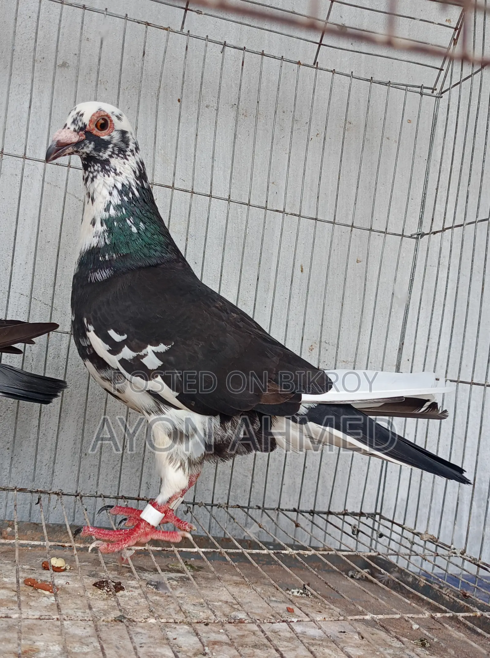 Pied Racer