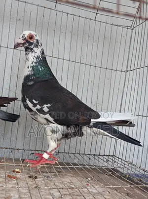Pied Racer