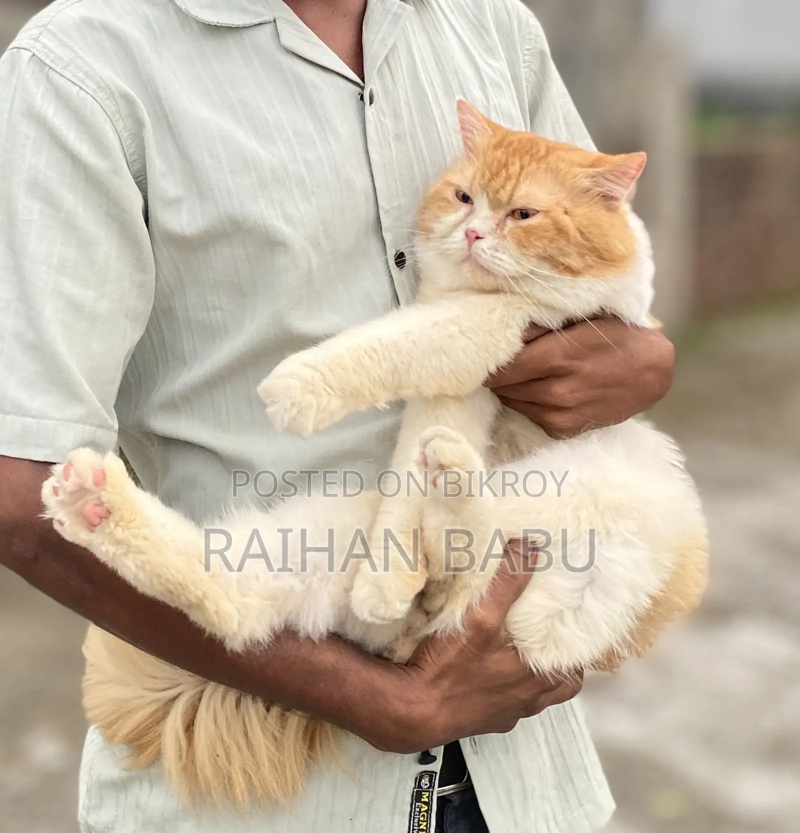 1+ year Male Mixed Breed Persian