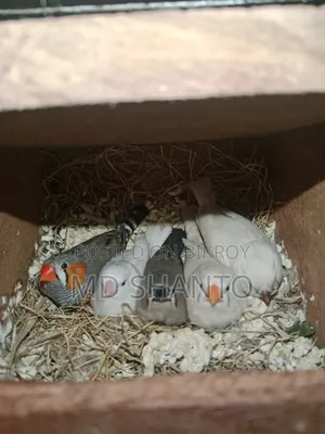 Finch Bird
