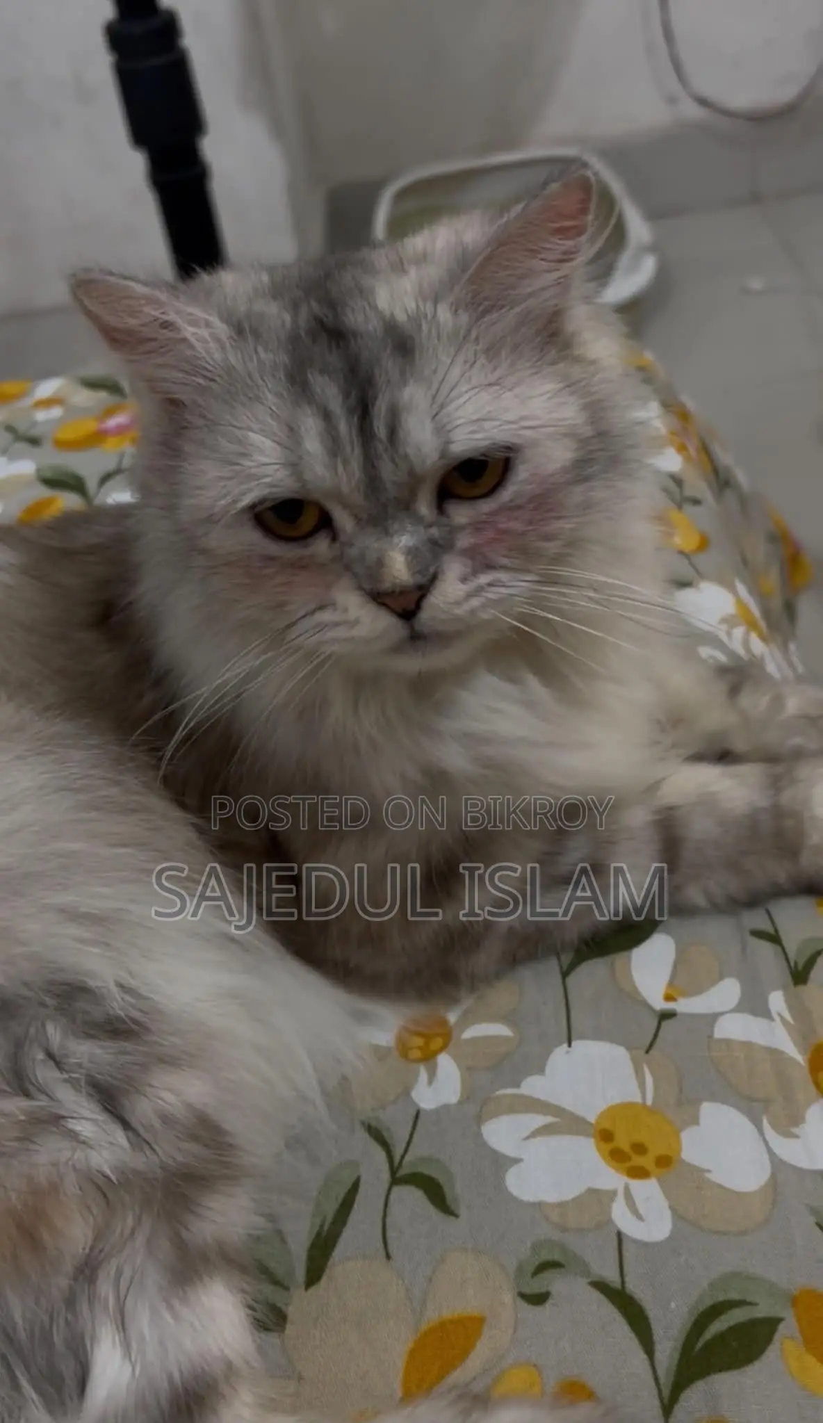 6-12 months Female Purebred Persian