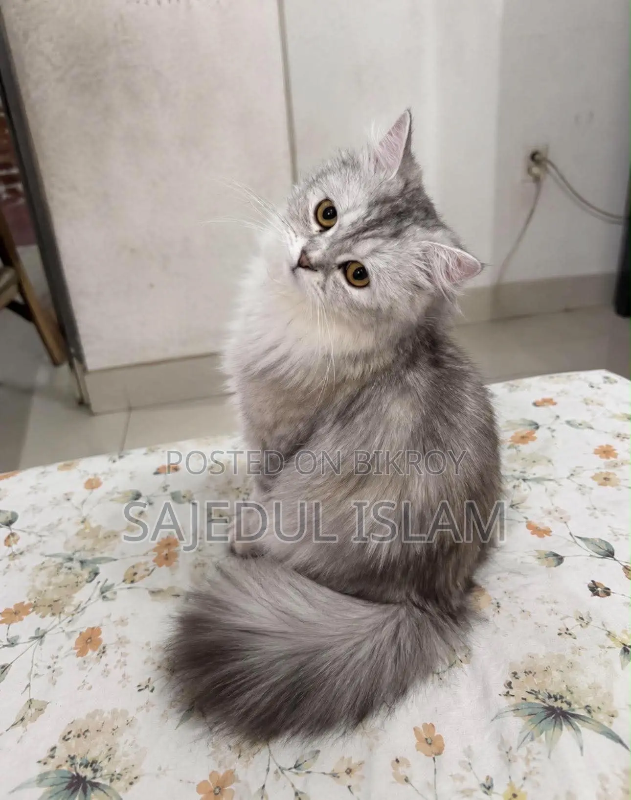 6-12 months Female Purebred Persian