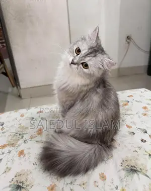 6-12 months Female Purebred Persian