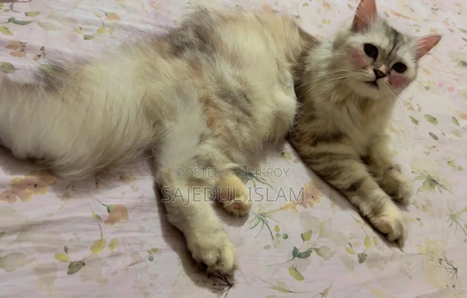 6-12 months Female Purebred Persian
