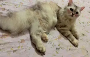 6-12 months Female Purebred Persian