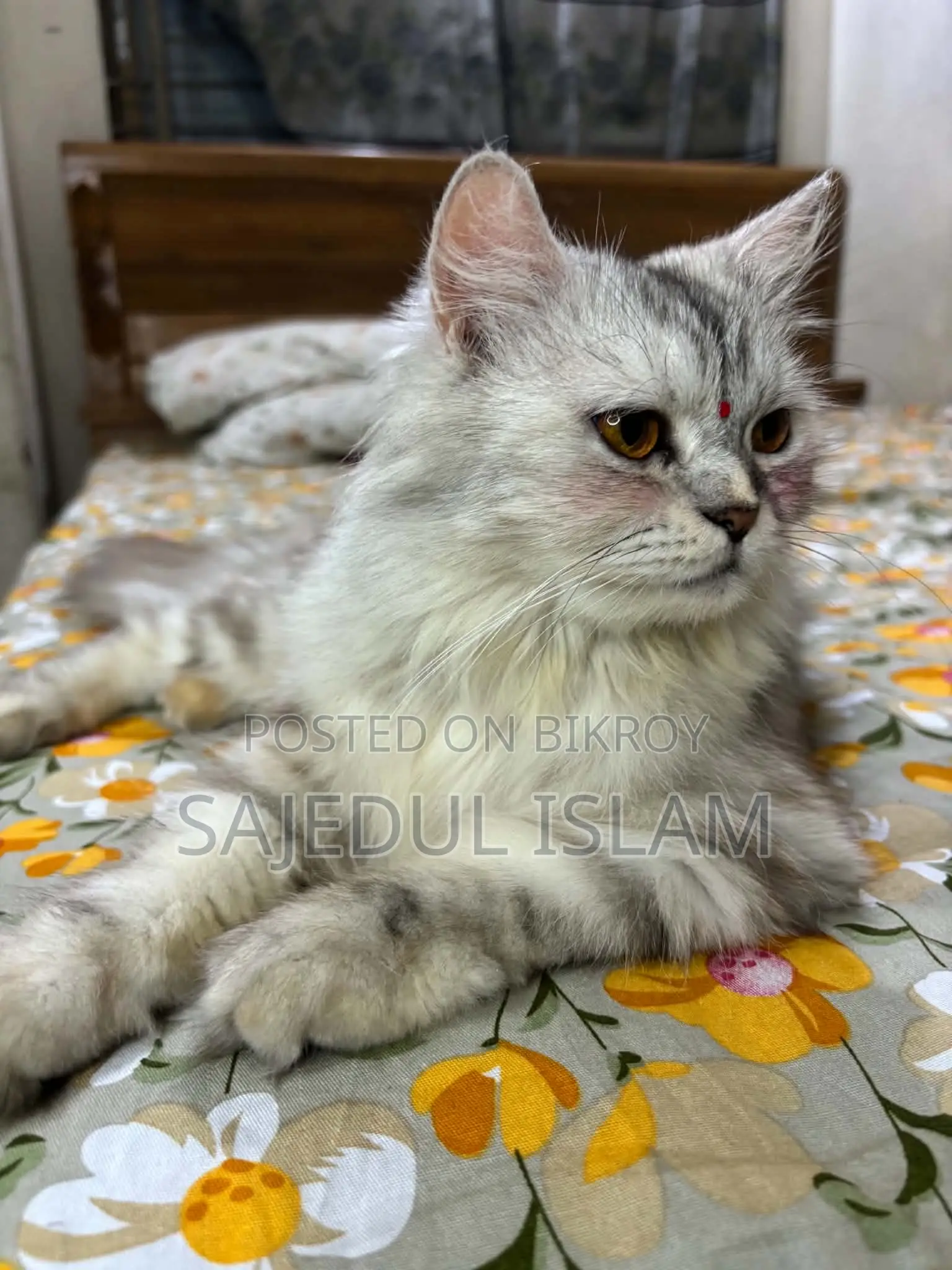 6-12 months Female Purebred Persian