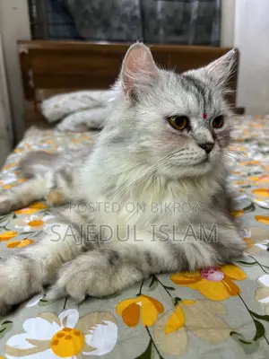 6-12 months Female Purebred Persian