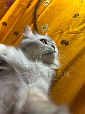 6-12 months Female Purebred Persian