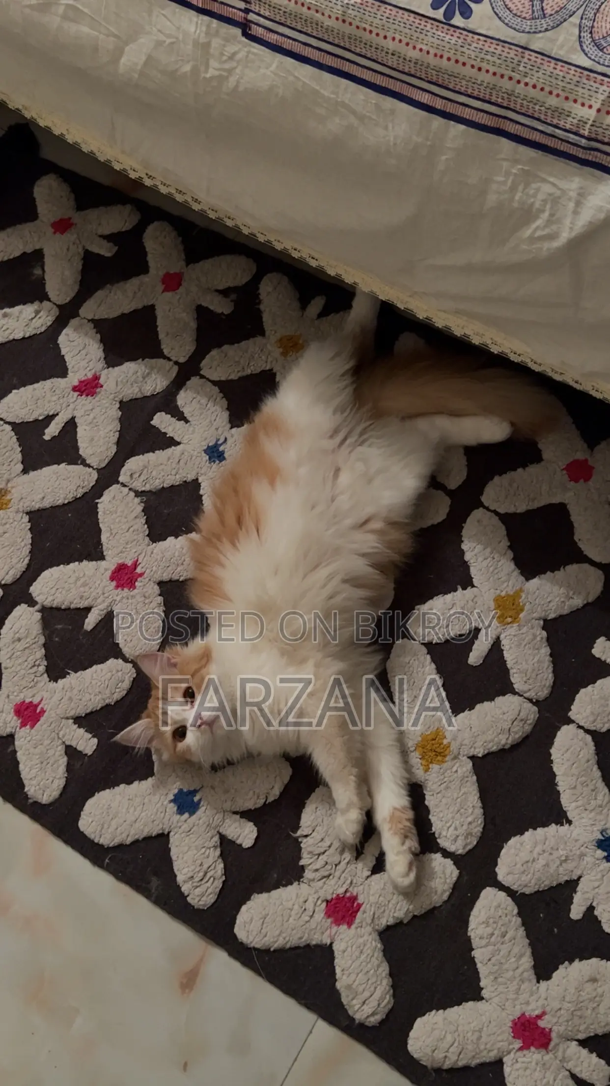 6-12 months Female Purebred Persian