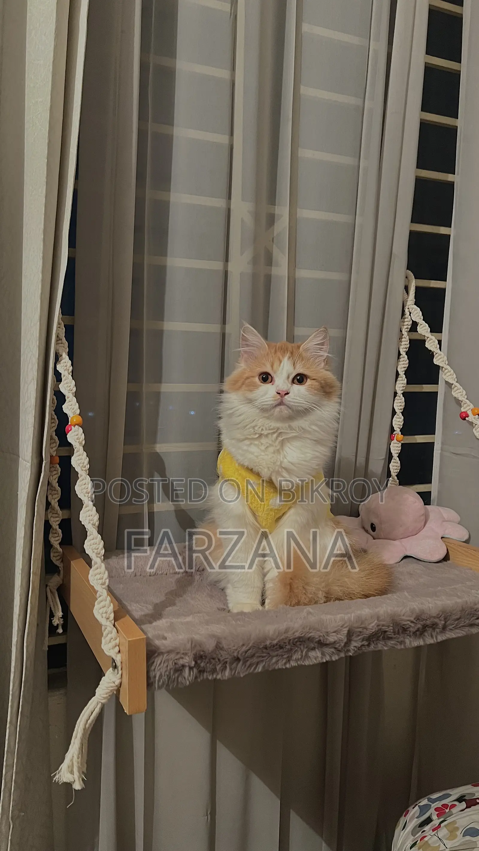 6-12 months Female Purebred Persian