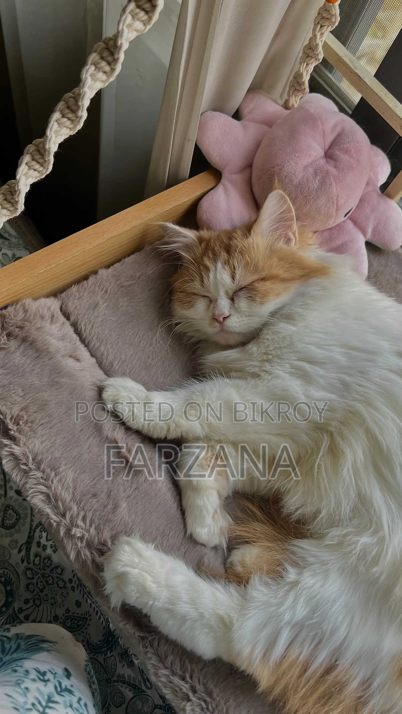 6-12 months Female Purebred Persian
