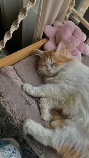 6-12 months Female Purebred Persian
