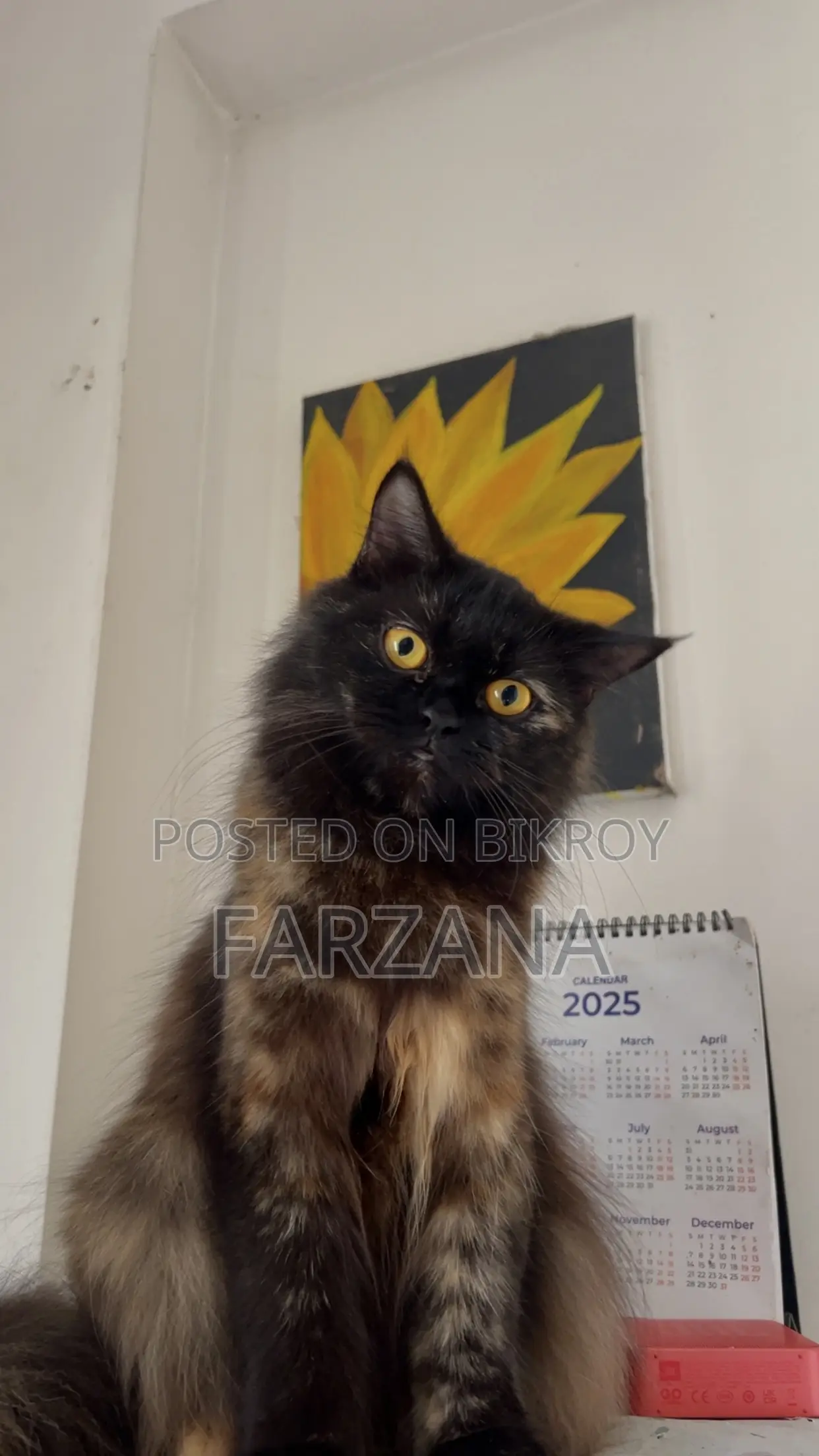 6-12 months Female Purebred Persian