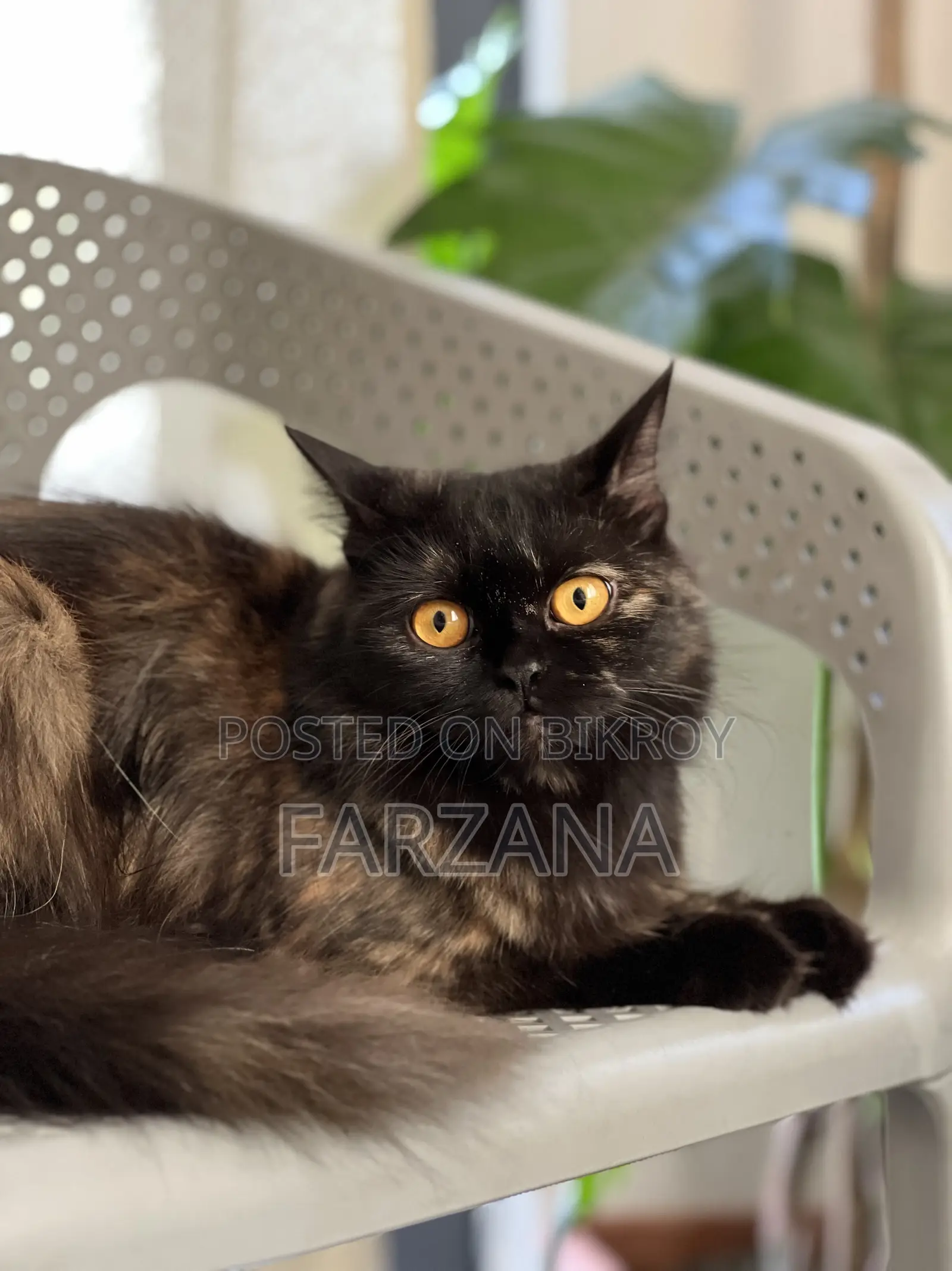 6-12 months Female Purebred Persian