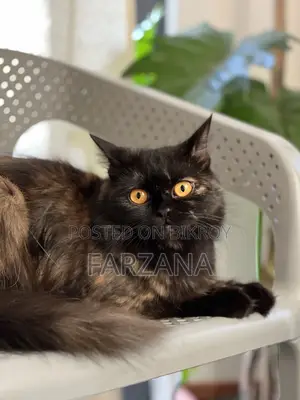 6-12 months Female Purebred Persian