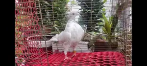 Beautiful Naira Cut Dress