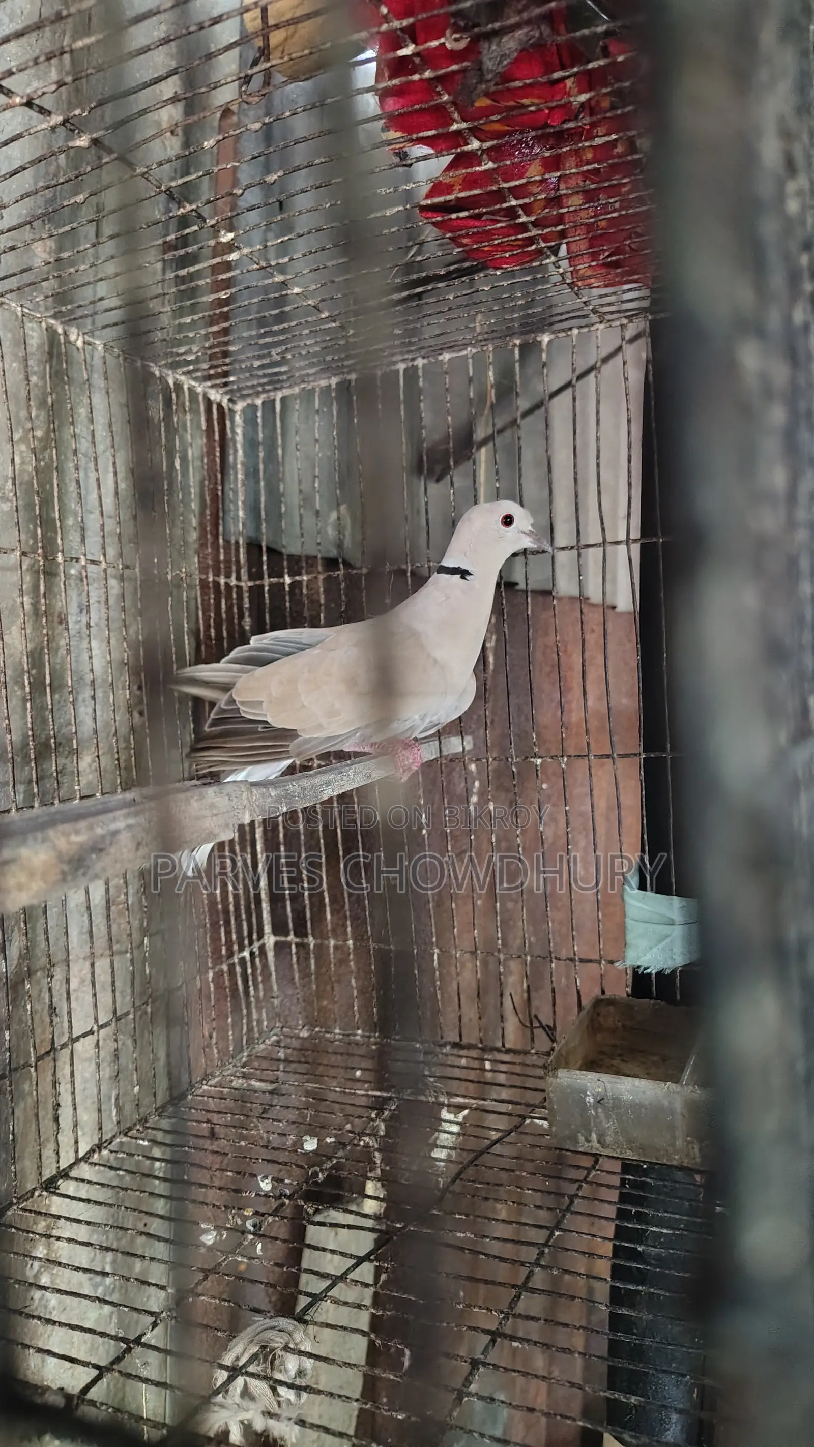 Australian Dove Bird