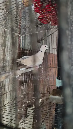 Australian Dove Bird
