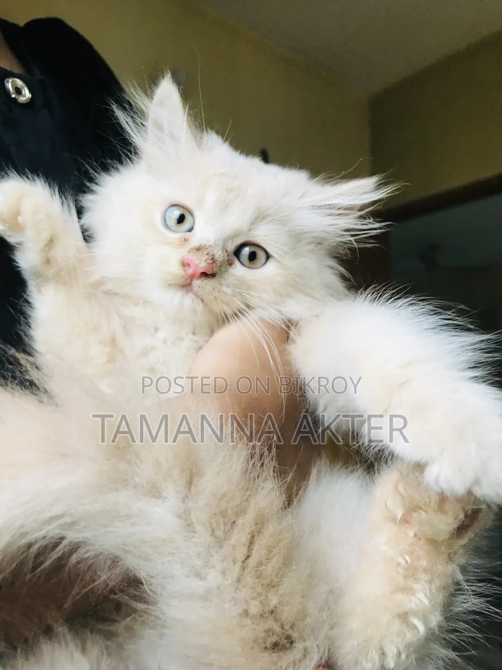 1-3 months Female Purebred Persian
