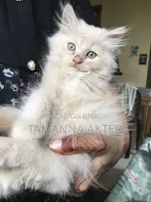 1-3 months Female Purebred Persian