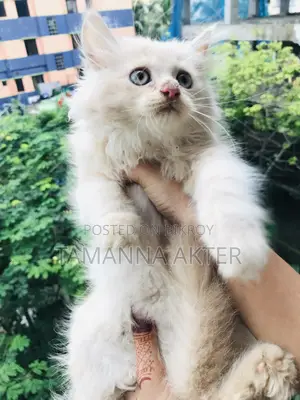 1-3 months Female Purebred Persian