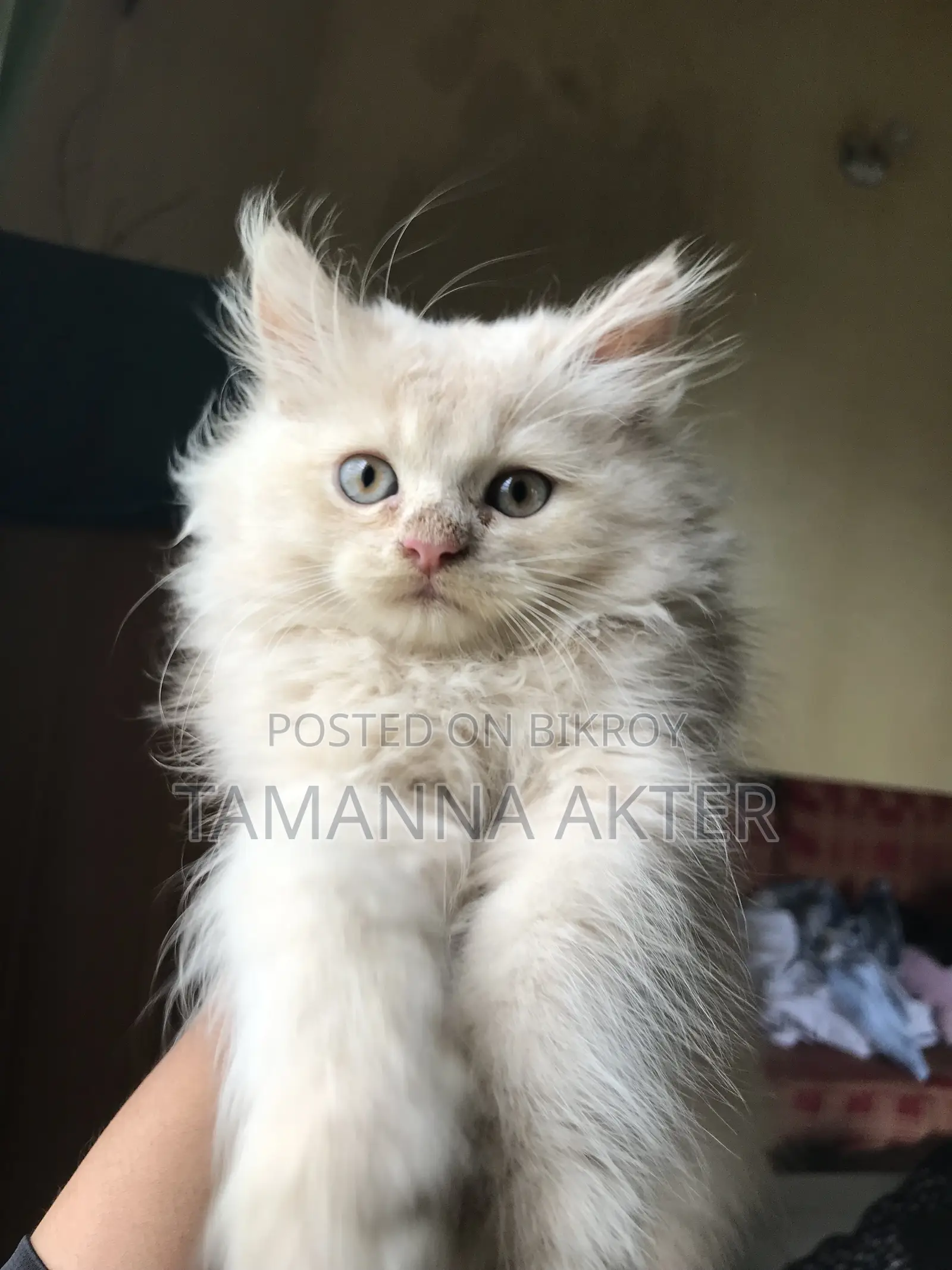 1-3 months Female Purebred Persian