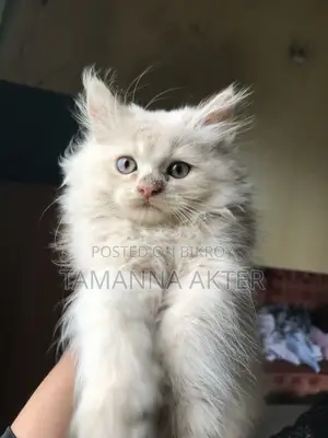1-3 months Female Purebred Persian