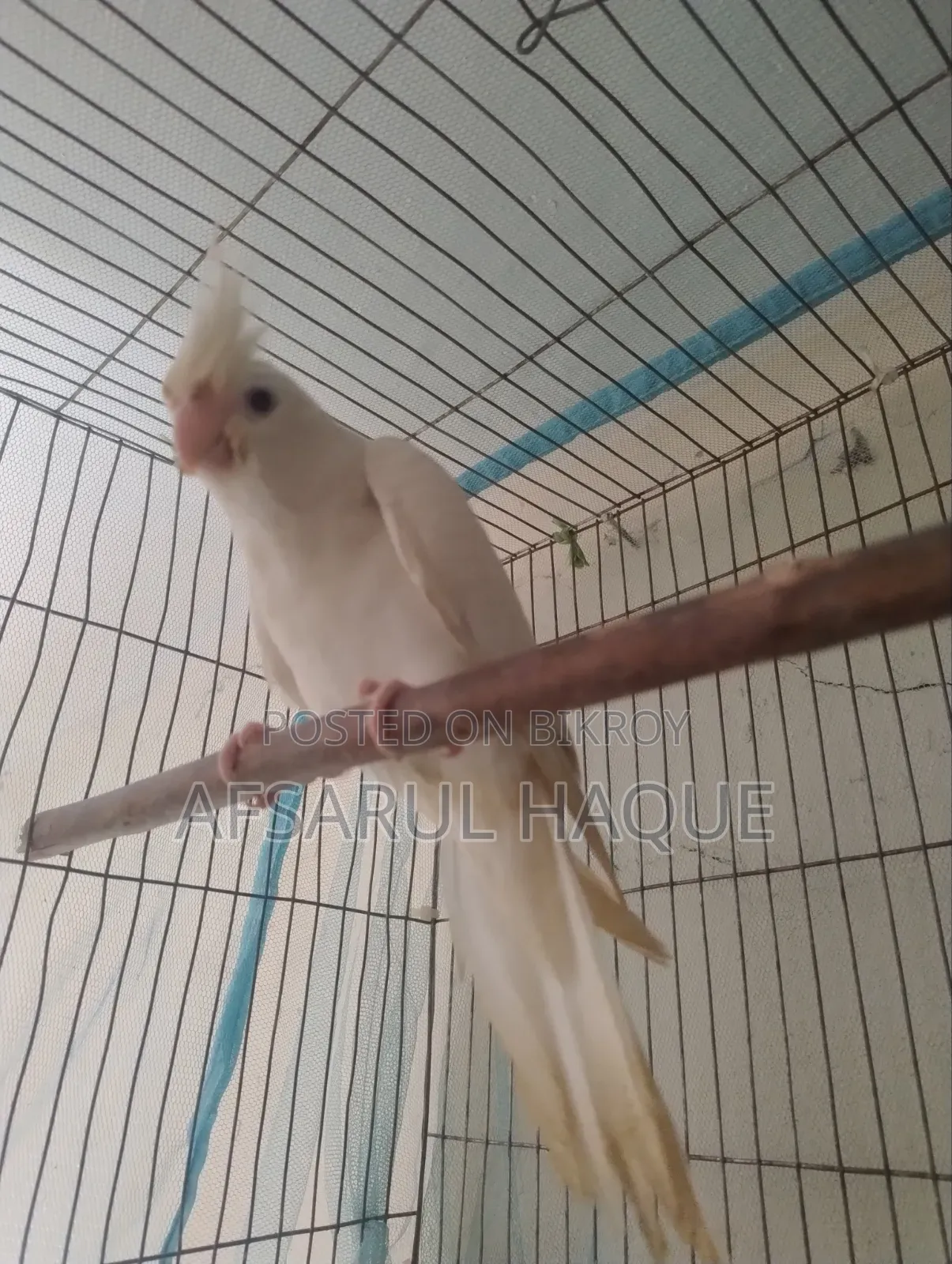 Cockatiel Bird