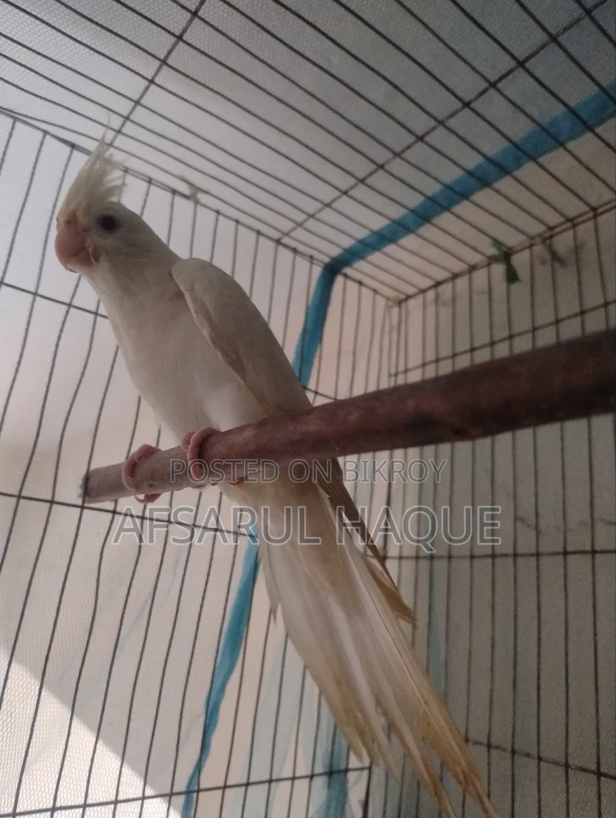 Cockatiel Bird