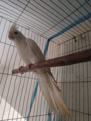 Cockatiel Bird