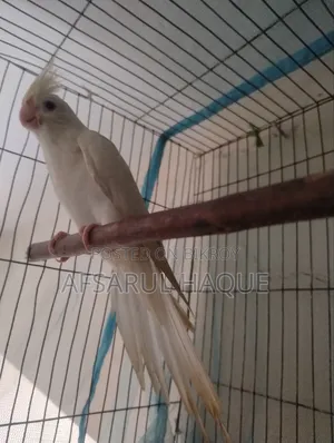 Cockatiel Bird