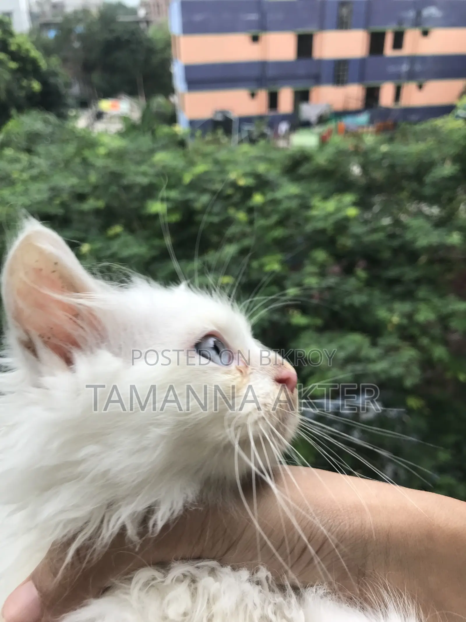 1-3 months Male Purebred Persian