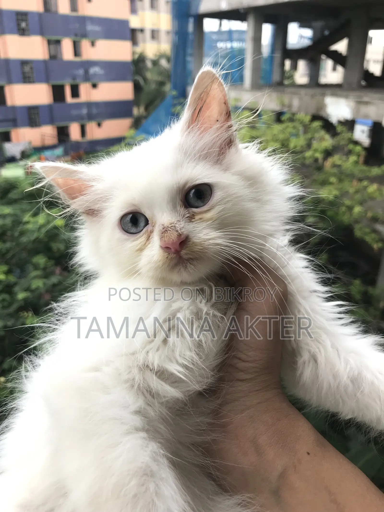 1-3 months Male Purebred Persian