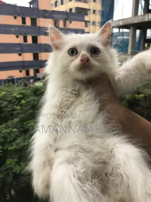 1-3 months Male Purebred Persian