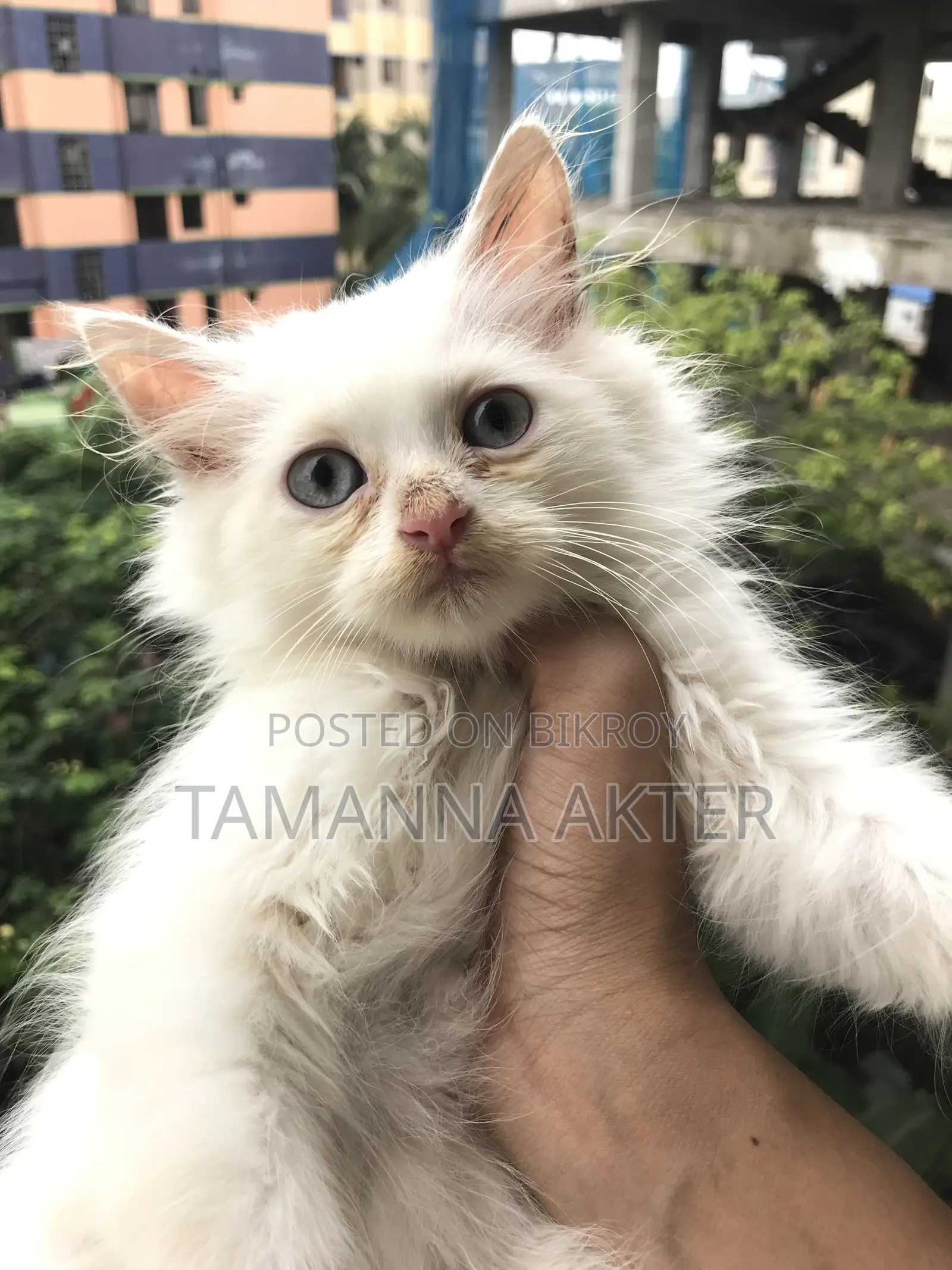 1-3 months Male Purebred Persian