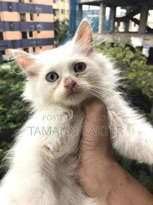1-3 months Male Purebred Persian