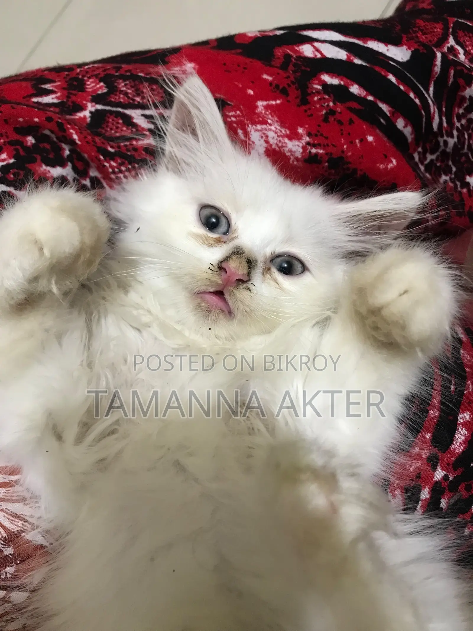 1-3 months Male Purebred Persian