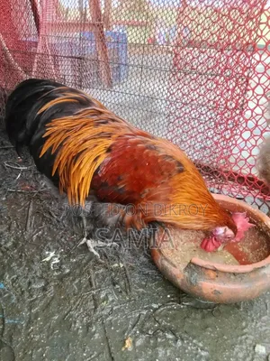 Brahma Chicken