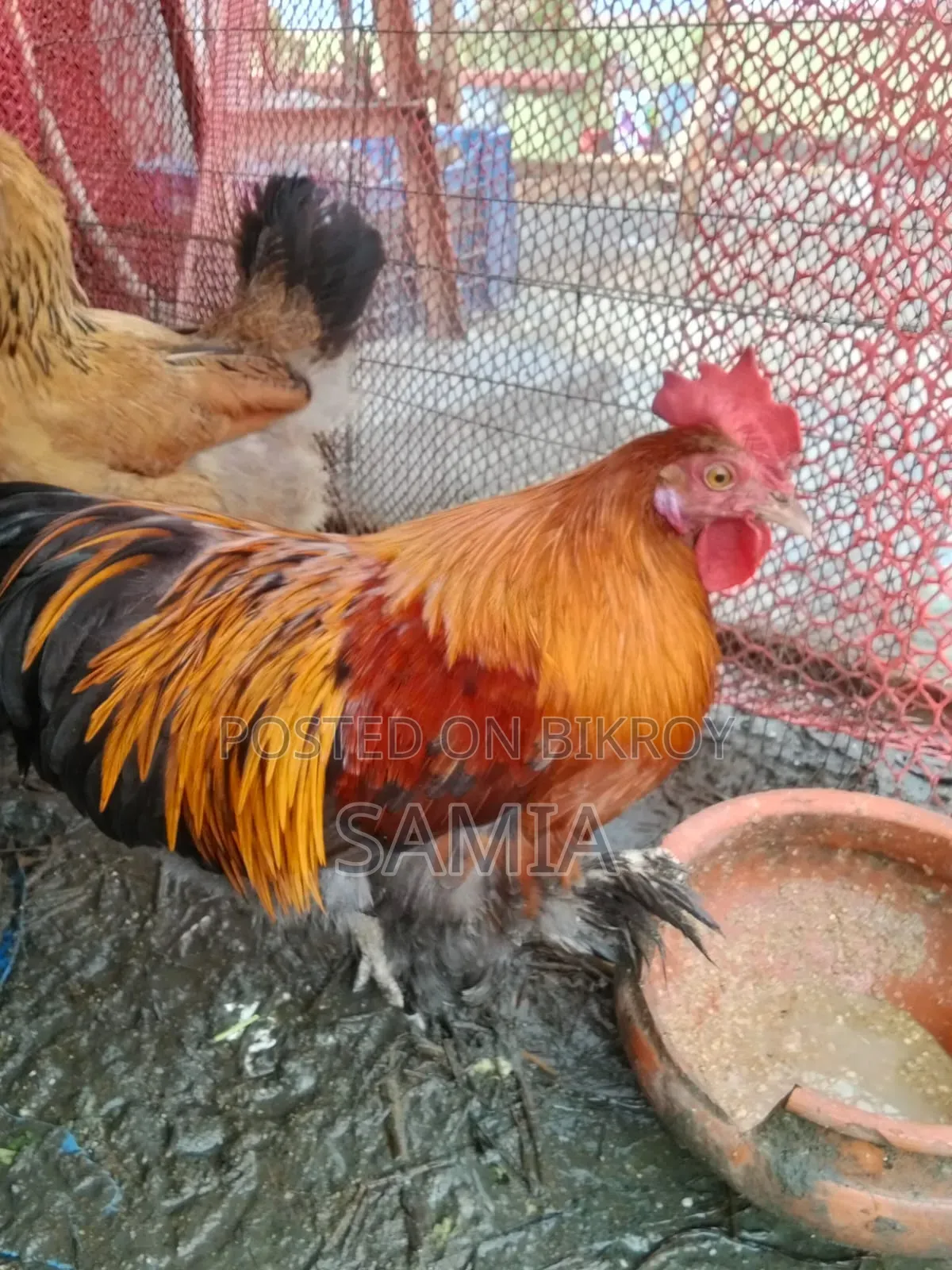 Brahma Chicken