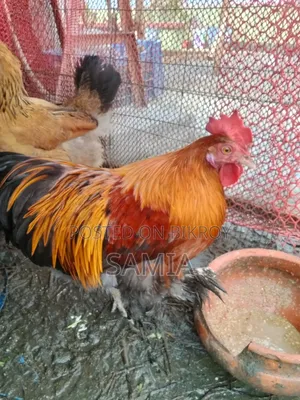 Brahma Chicken