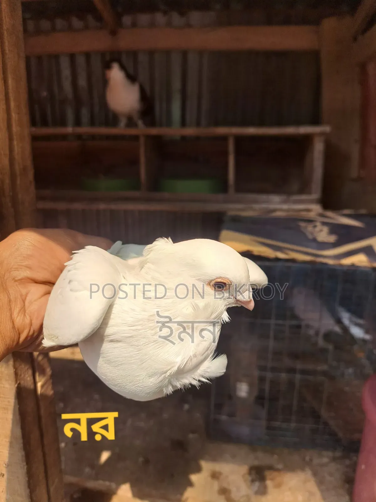 Kagoji Sating Pigeon