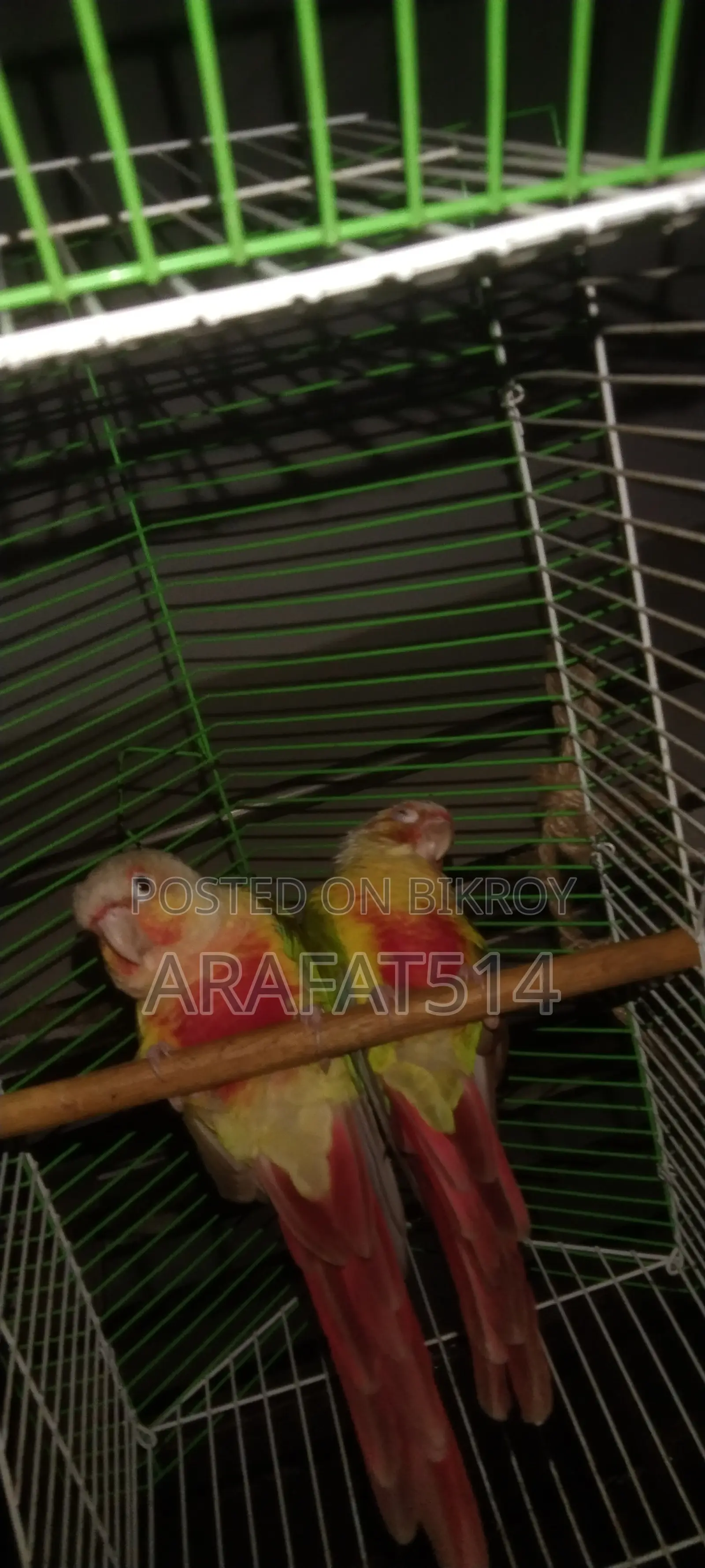 For Sale: Mashallah, Very Beautiful Bird