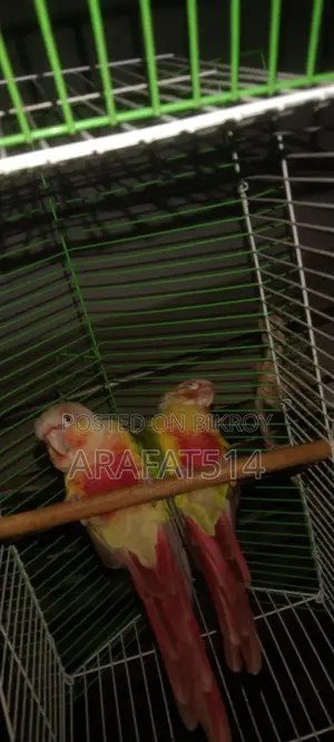 For Sale: Mashallah, Very Beautiful Bird