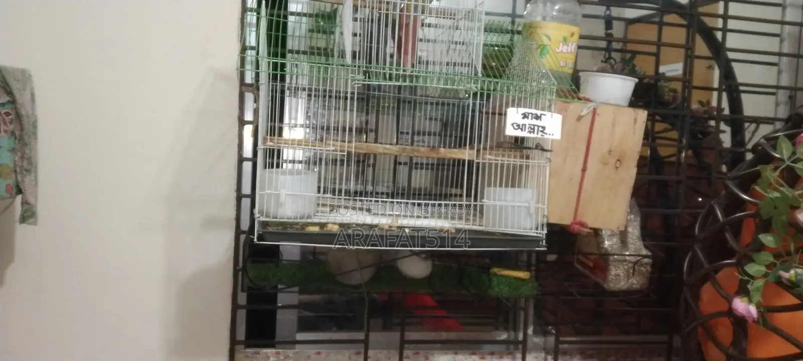 For Sale: Mashallah, Very Beautiful Bird